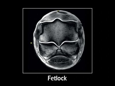 FSE T2 prečna, fetlok